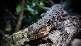 Krokodýlovec čínský Zoo Liberec2